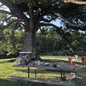 Big Oak Treehouse