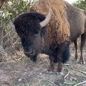 Buffalo Bill