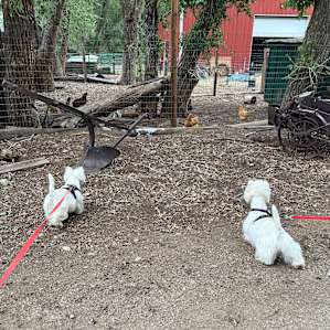 Cottonwood Shaded RV Spot