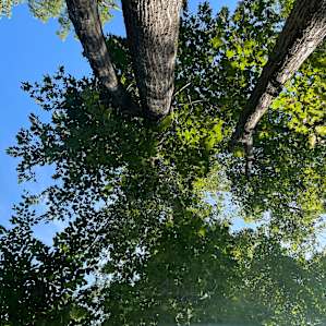 View from the hammock