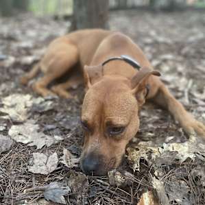 My dog resting after a long day!