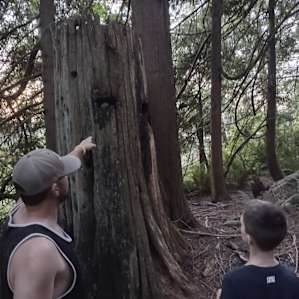 Dad showing son how springboard notches were used to fall giant trees.