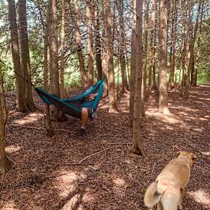 Our little private spot in the cedar woods, perfect for a hammock and to escape the heat and rain. Goldberry, the farm dog.