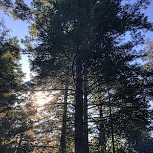 Perfect amount of shade and light through the trees