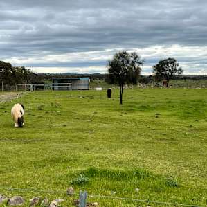 Harry's Rockleigh Bush Camp
