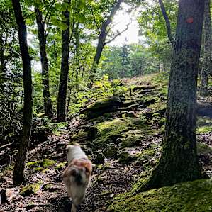 Hussey Mtn. Tree Farm (Base Camp)