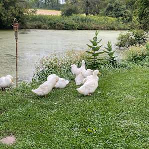 Sun Creek Farm