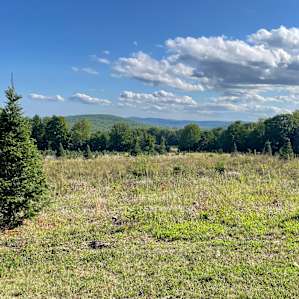Maine Christmas Tree Farm