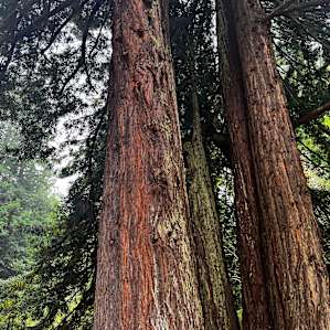 Bell Tent in the Coastal Redwoods