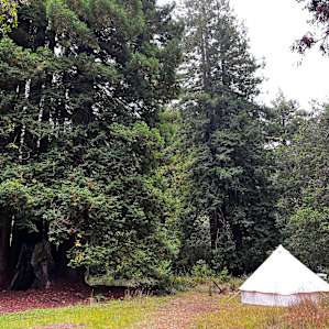 Bell Tent in the Coastal Redwoods