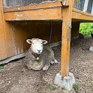 Farm Animal Rescue - RV Site