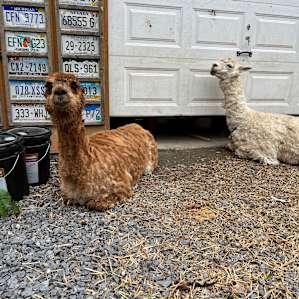 Farm Animal Rescue - RV Site