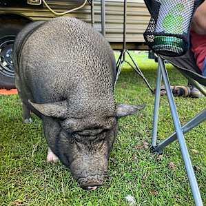 Farm Animal Rescue - RV Site