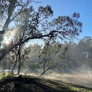 Murray River 'Pig Bend'