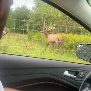 Elk Ranch