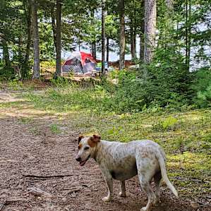 The pup approves of the shady campsite.