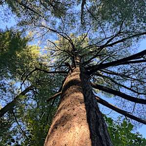 Eagle nest on the site!