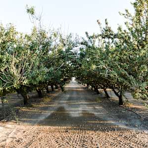 Almond orchard