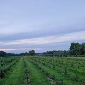 Looking north from the front of the tree farm
