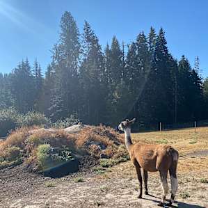 Alpaca and Friends