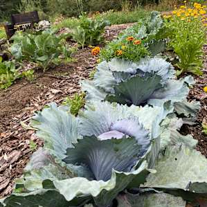 Massive veggies in the garden!