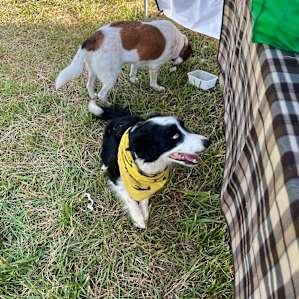 Pitch your tent in the Pasture