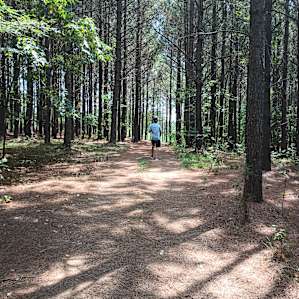 New Forest Camping