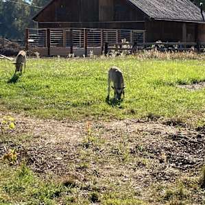 Sweet cows grazing outside the airstream