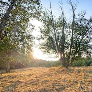 Sunlight in the Alders