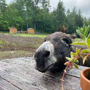 Farm Animal Rescue - The Greenhouse