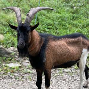 Stoney Goat Homestead