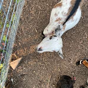 Farm Camping with Goats!