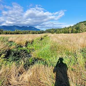 The fields