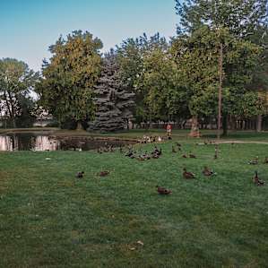Feed the birds at the wilderness park