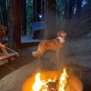 Redwood Camp