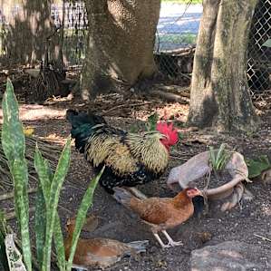 Aguacate Animal Sanctuary