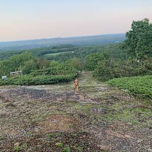 Hussey Mtn. Tree Farm (Ledgewood)