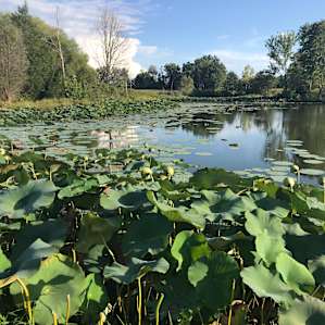 Lake Farm