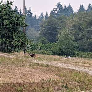 Deer!