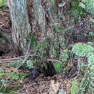Najerog Woods and Water