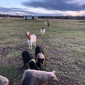 Getting to spend time with furry friends