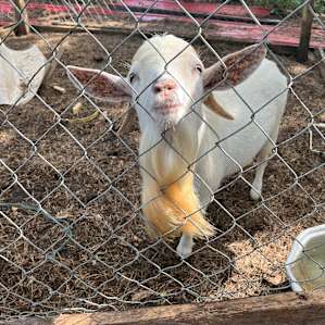 Livingston Creek Farmers Harvest
