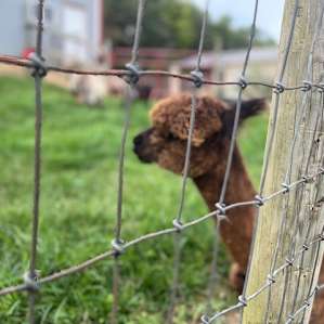 A new addition to the farm....new to us anyway!