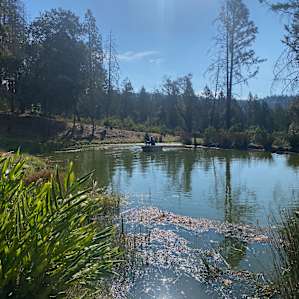 The pond