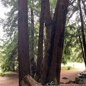 Redwood Camp