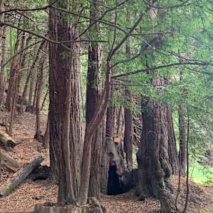 Redwood Camp