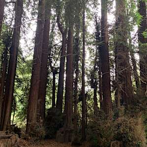 Redwood Camp