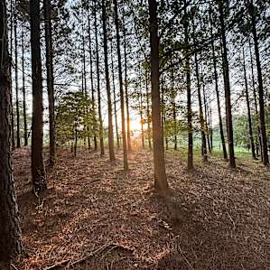 New Forest Camping