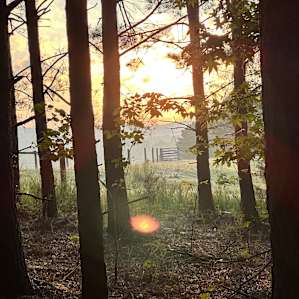 New Forest Camping