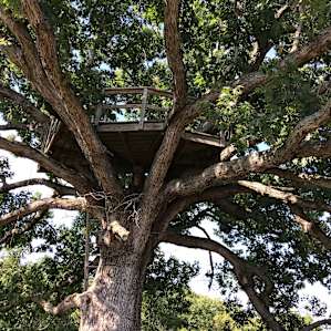 The base of the tree house is sturdy.